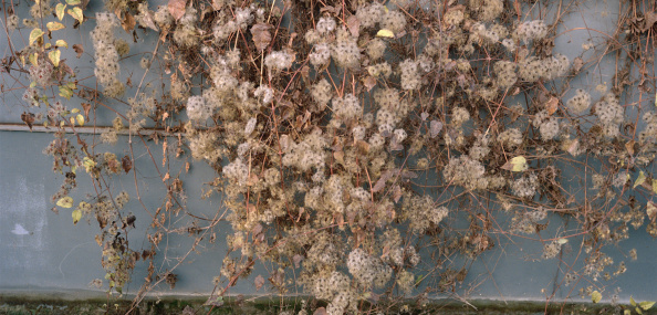 Dragana Jurisic Parisfog IV 1 2016